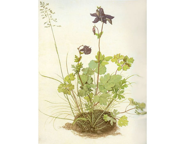 The Piece Of Turf With The Columbine