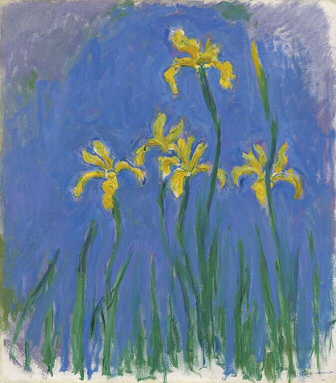 Yellow Irises2 