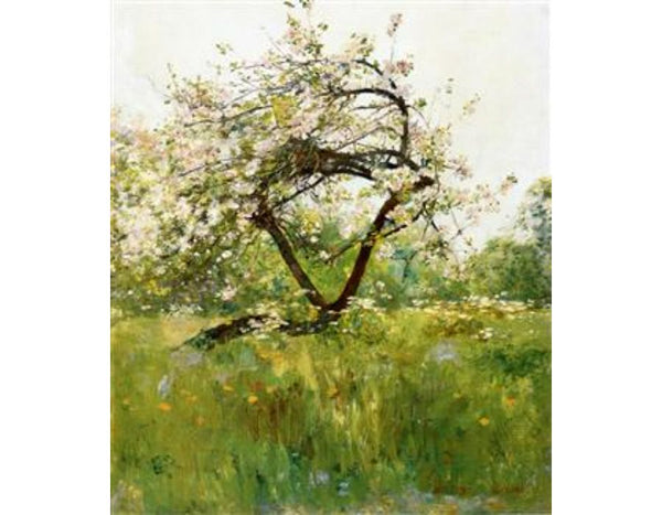 Peach Blossoms - Villiers-le-Bel 