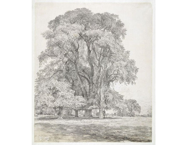 Elm trees in Old Hall Park, East Bergholt, 1817 Painting by John Constable