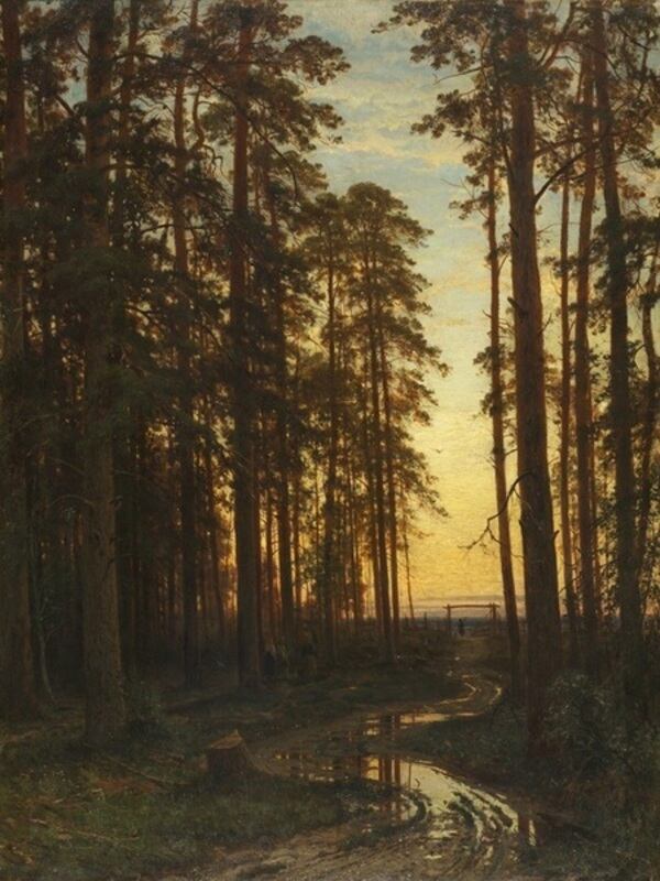 Evening in a pine forest