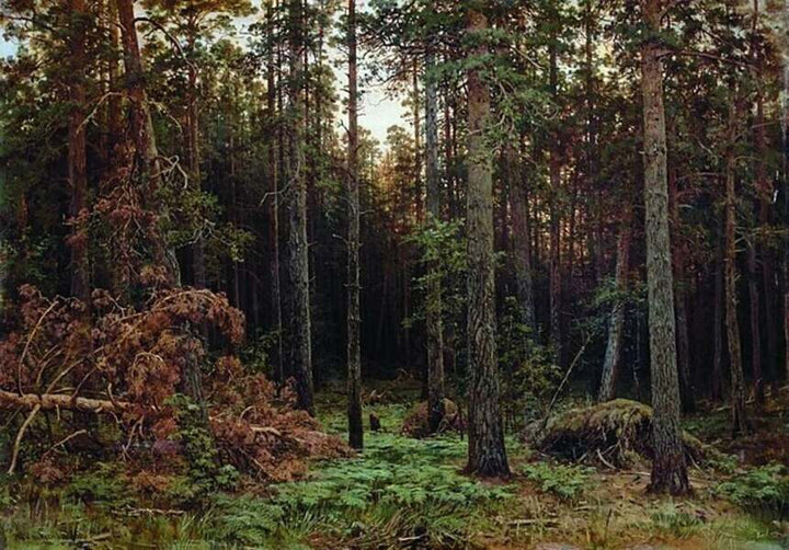Pine Forest 1885 Painting 