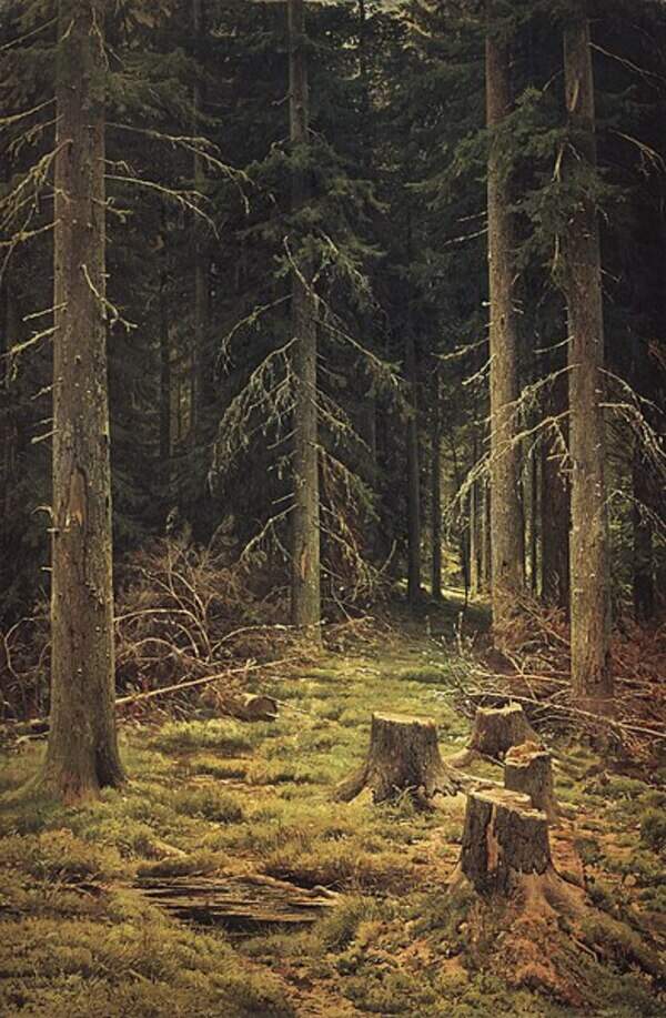 Coniferous Forest