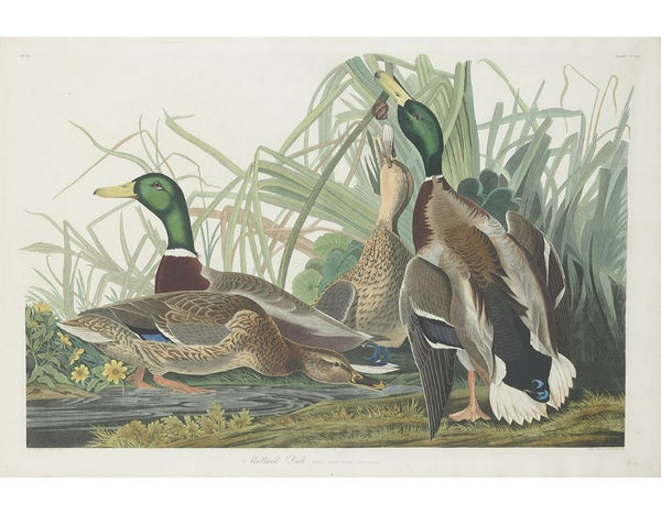 Mallard Duck (Plate 221)
