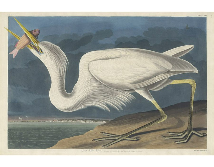 Great White Heron (Plate Cclxxxi)
