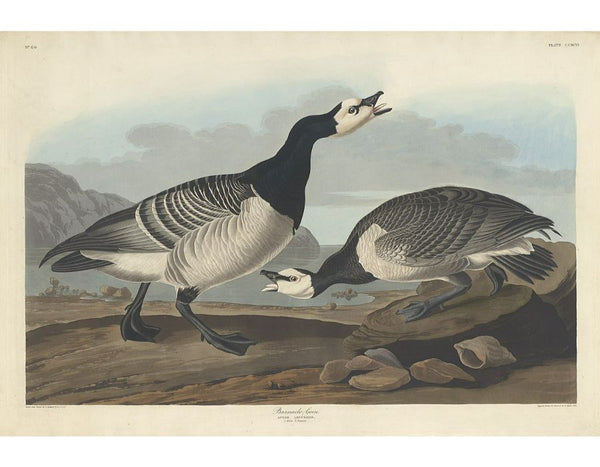 Barnacle Goose (Plate Ccxcvi)