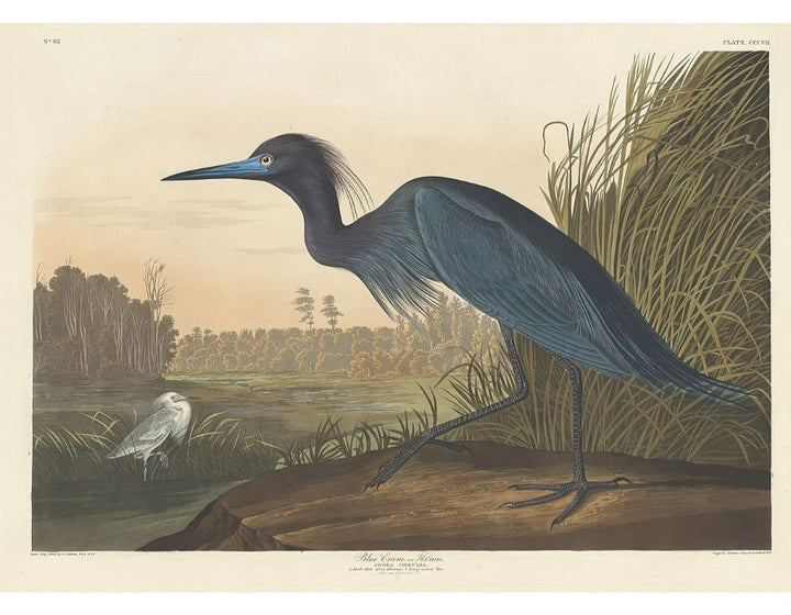 Blue Crane Or Heron (Plate 307)
