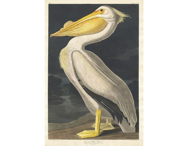 American White Pelican (Plate 311)