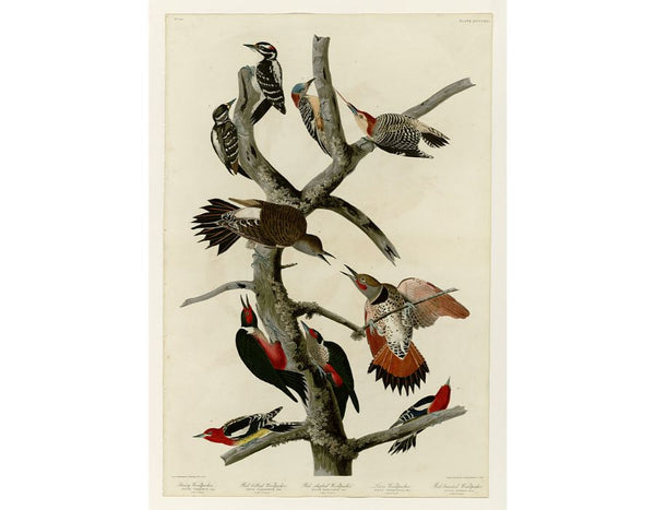 Hairy Woodpecker (Plate 416)