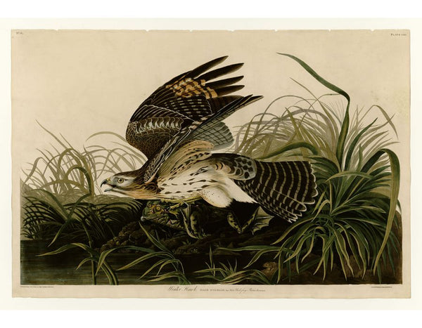 Winter Hawk (Plate 71)