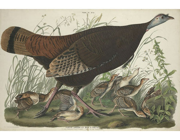 Great American Hen And Young (Plate Vi)