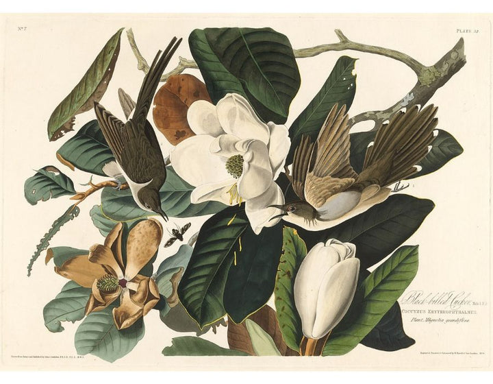 Black-Billed Cuckoo (Plate 32)
