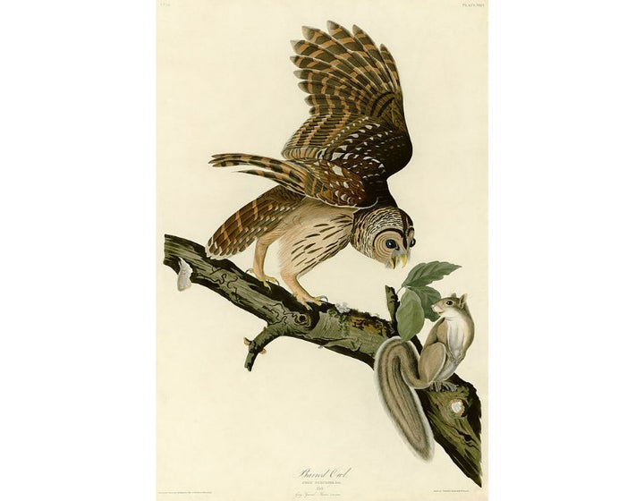 Barred Owl (Plate 46)

