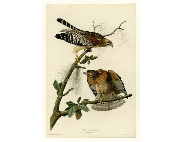 Red-Shouldered Hawk (Plate 56)