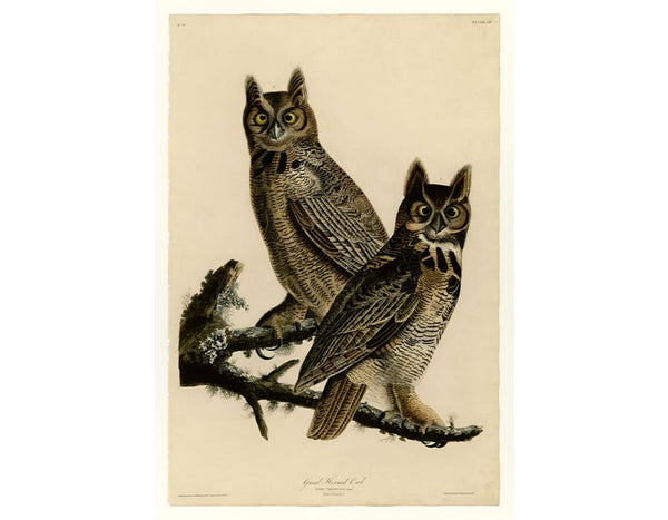 Great Horned Owl (Plate 61)