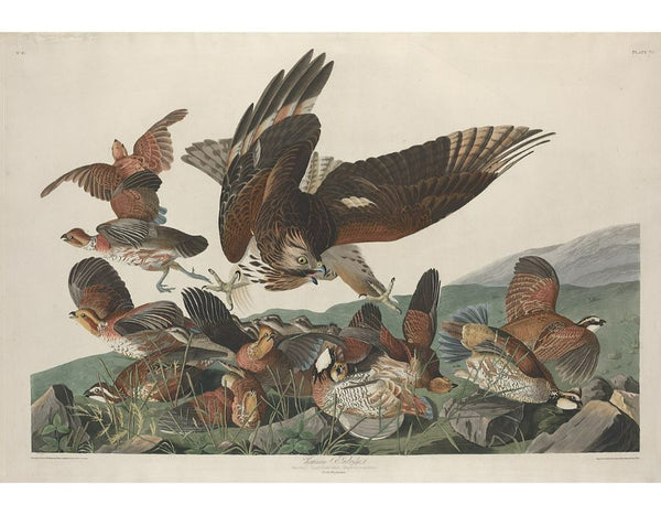 Virginian Partridge (Plate 76)