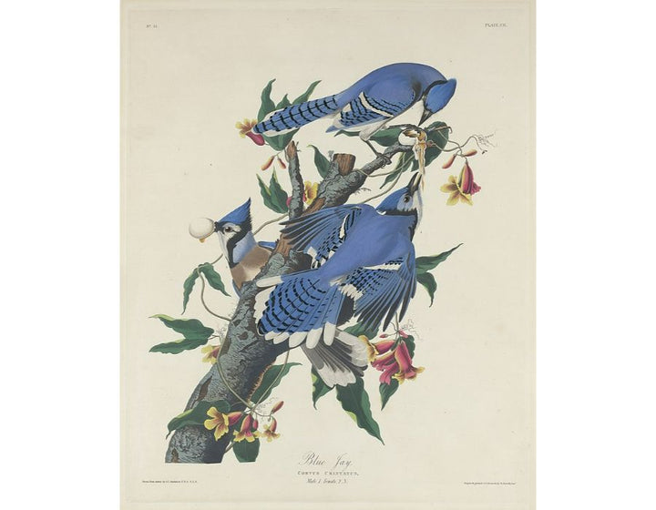 Blue Jay (Plate C11)

