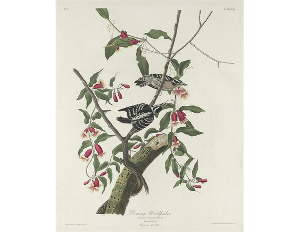 Downy Woodpecker (Plate CXII)