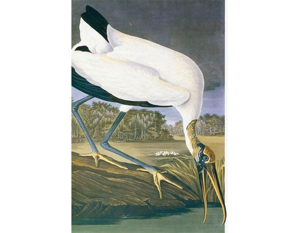 American Stork