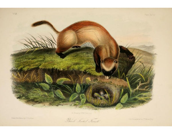 Black-footed Ferret from Quadrupeds of North America