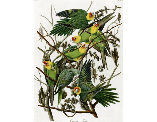 Carolina Parakeet, from 'Birds of America', 1829