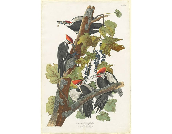 Pileated Woodpecker

