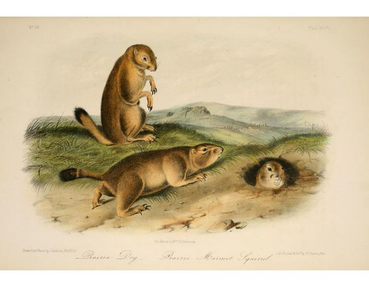 Prairie Dog from 'Quadrupeds of North America', 1842-45
