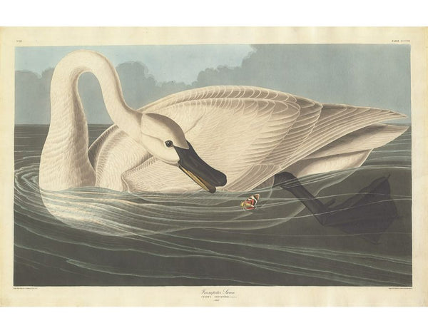 Trumpeter Swan (Plate Ccccvi)