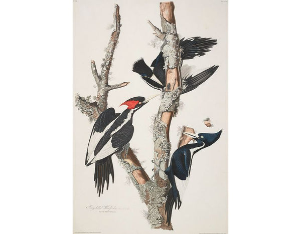 Vory-billed Woodpecker, from 'Birds of America', 1829