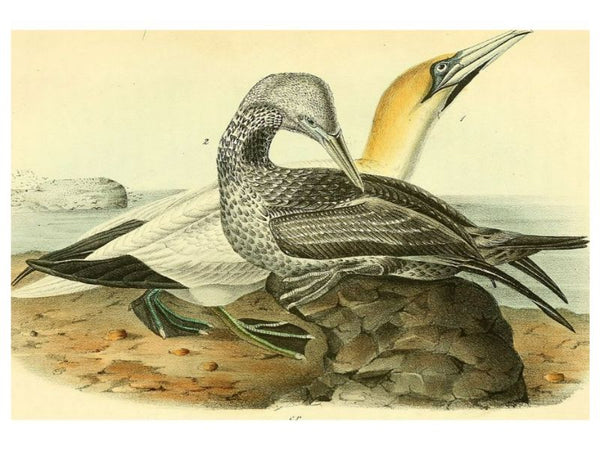 Common Gannet