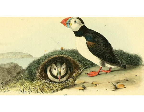Common or Arctic Puffin
