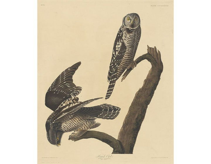 Hawk Owl
