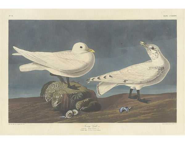 Ivory Gull