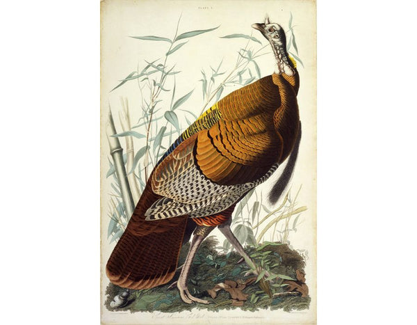 Wild Turkey, Male (Plate 1)
