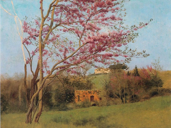 Landscape Of A Blossoming Red Almond 