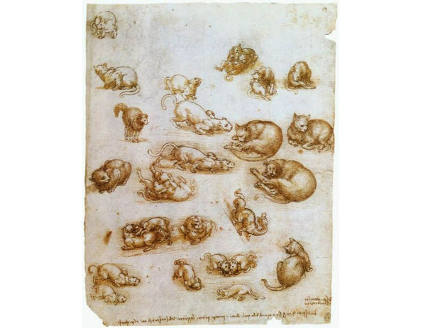Study of Cat Movements and Position 1517-18 