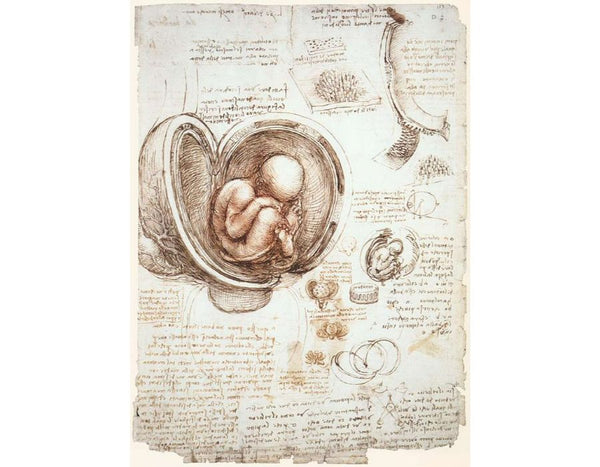 Studies Of Embryos 