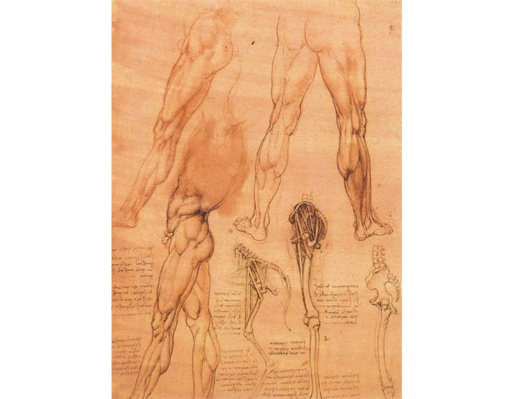 Studies of legs of man and the leg of a horse 