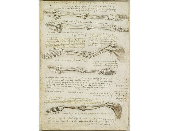 Studies of the Arm showing the Movements made by the Biceps
