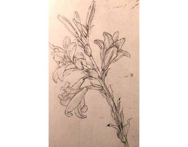 Drawing of lilies, for an Annunciation
