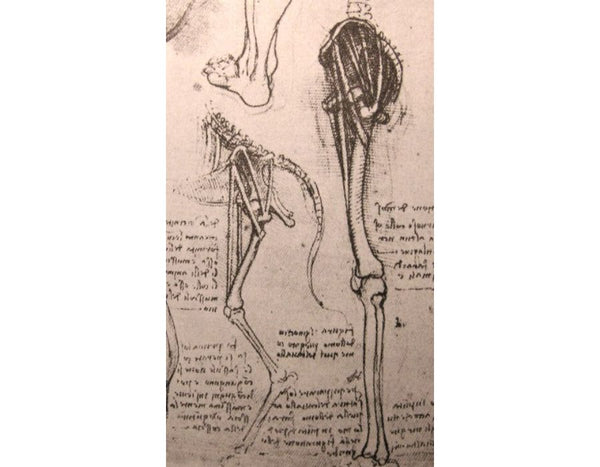 Drawing of the comparative anatomy of the legs of a man and a dog
