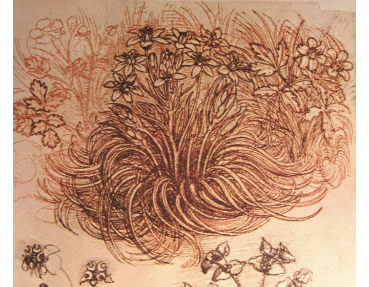 Drawing of a botanical study
