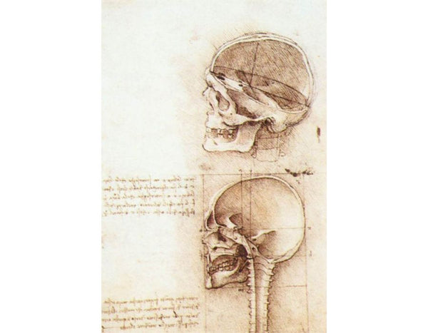 Studies of human skull 