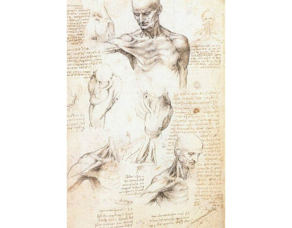 Anatomical studies of a male shoulder 