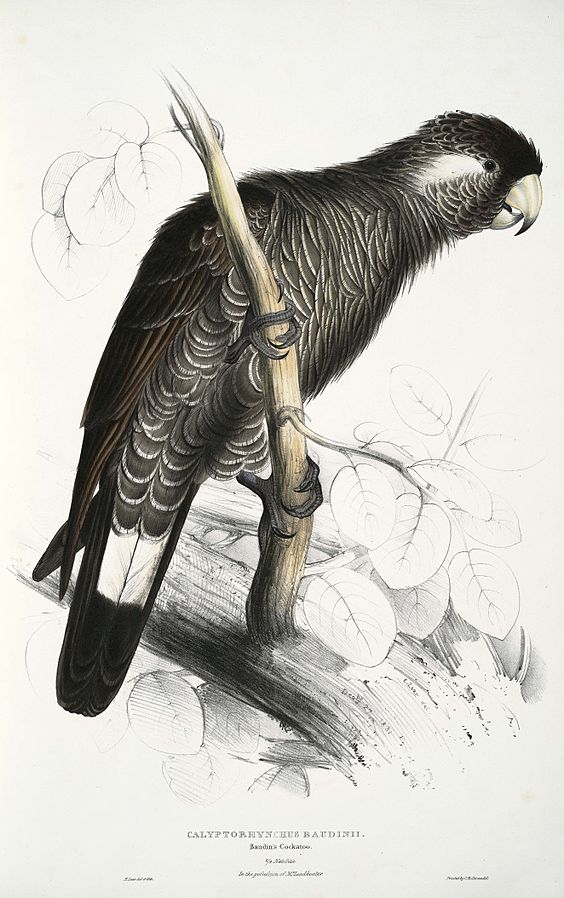 Calyptorhynchus Baudinii or Baudins Cockatoo 