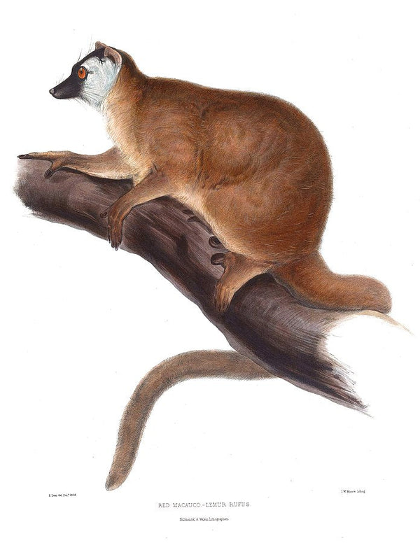 Lemur rufus Audebert 