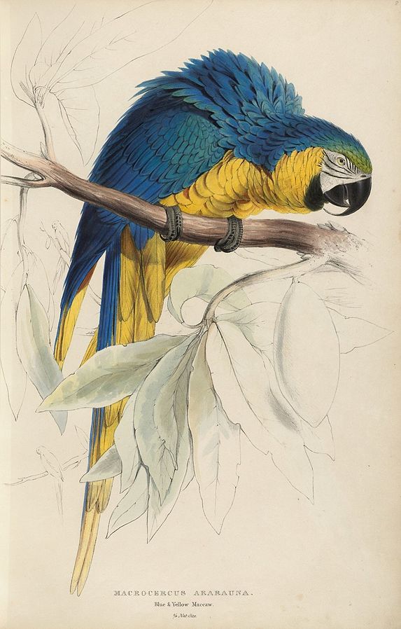 Blue and yellow Macaw 2 