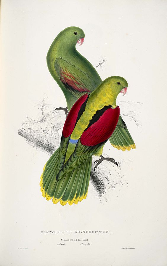 Crimson-Winged Parakeet 