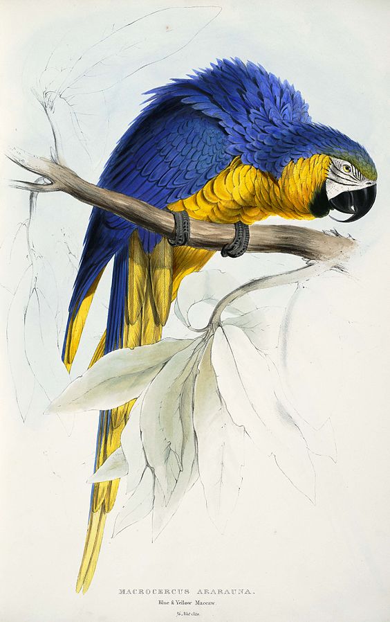 Blue And Yellow Macaw 