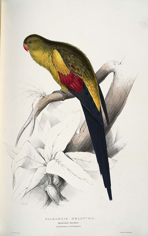 Black-Tailed Parakeet 